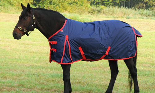 Equestrian Essentials: Finding the Perfect Fit for Horse and Rider in Ireland
