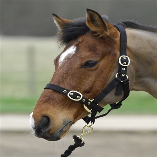 Turfmasters Nylon Halter – Foal & Weanling