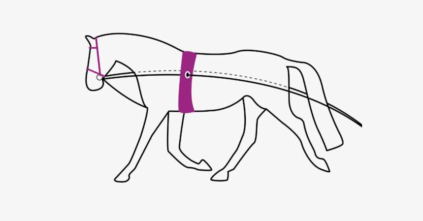 QHP Lunging Reins Double Black