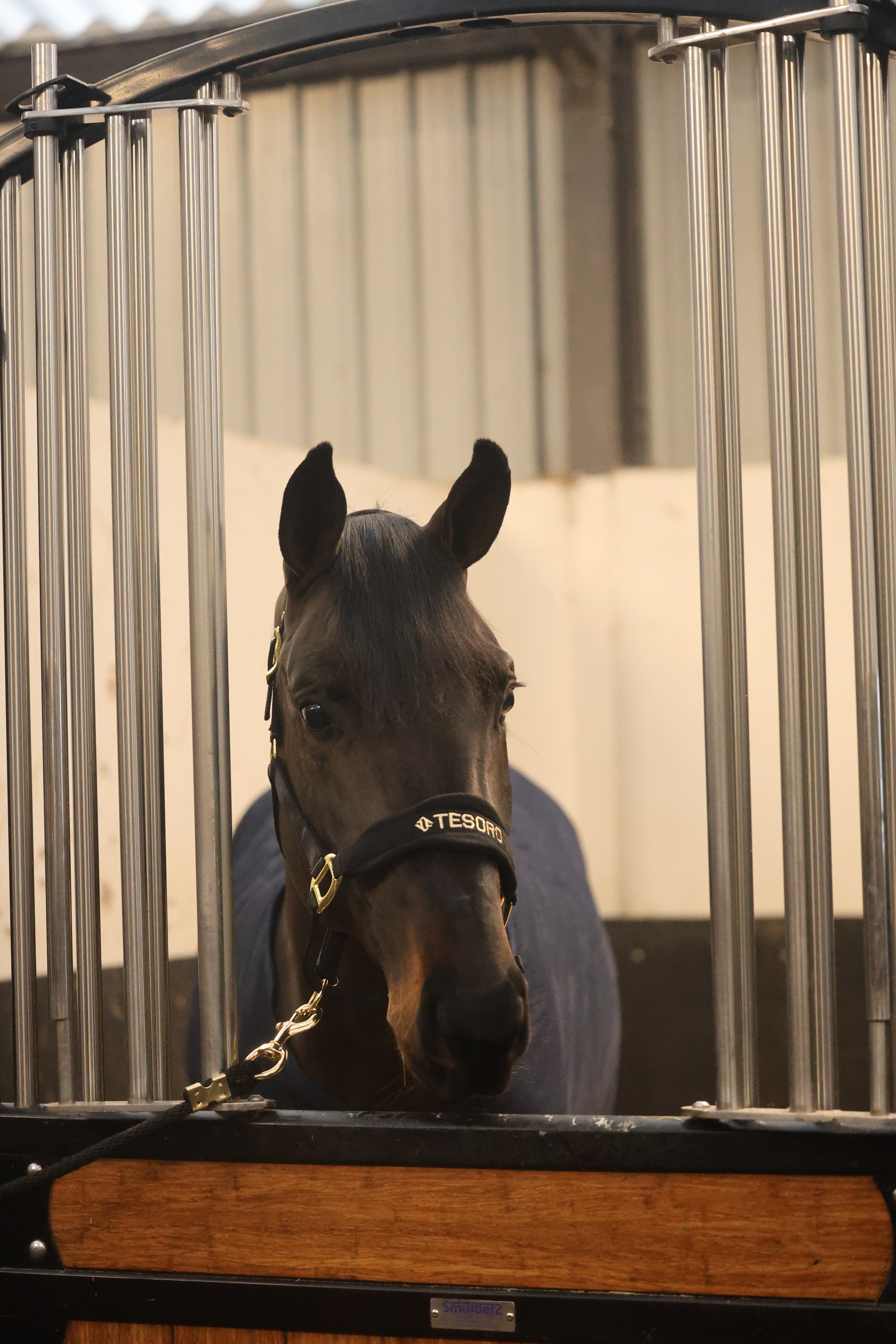 Tesoro Fleece/Nylon Headcollar Black/Gold