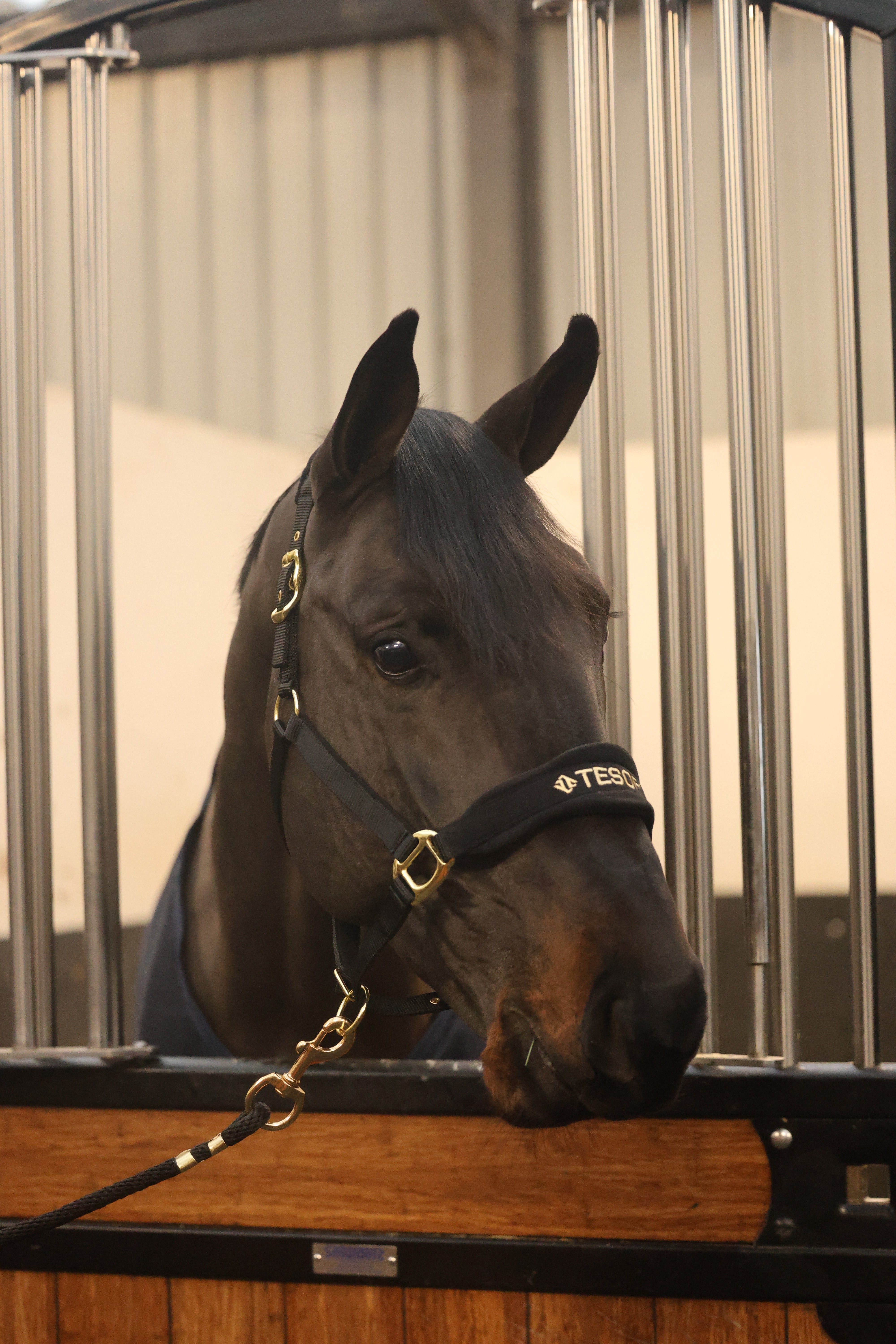 Tesoro Fleece/Nylon Headcollar Black/Gold