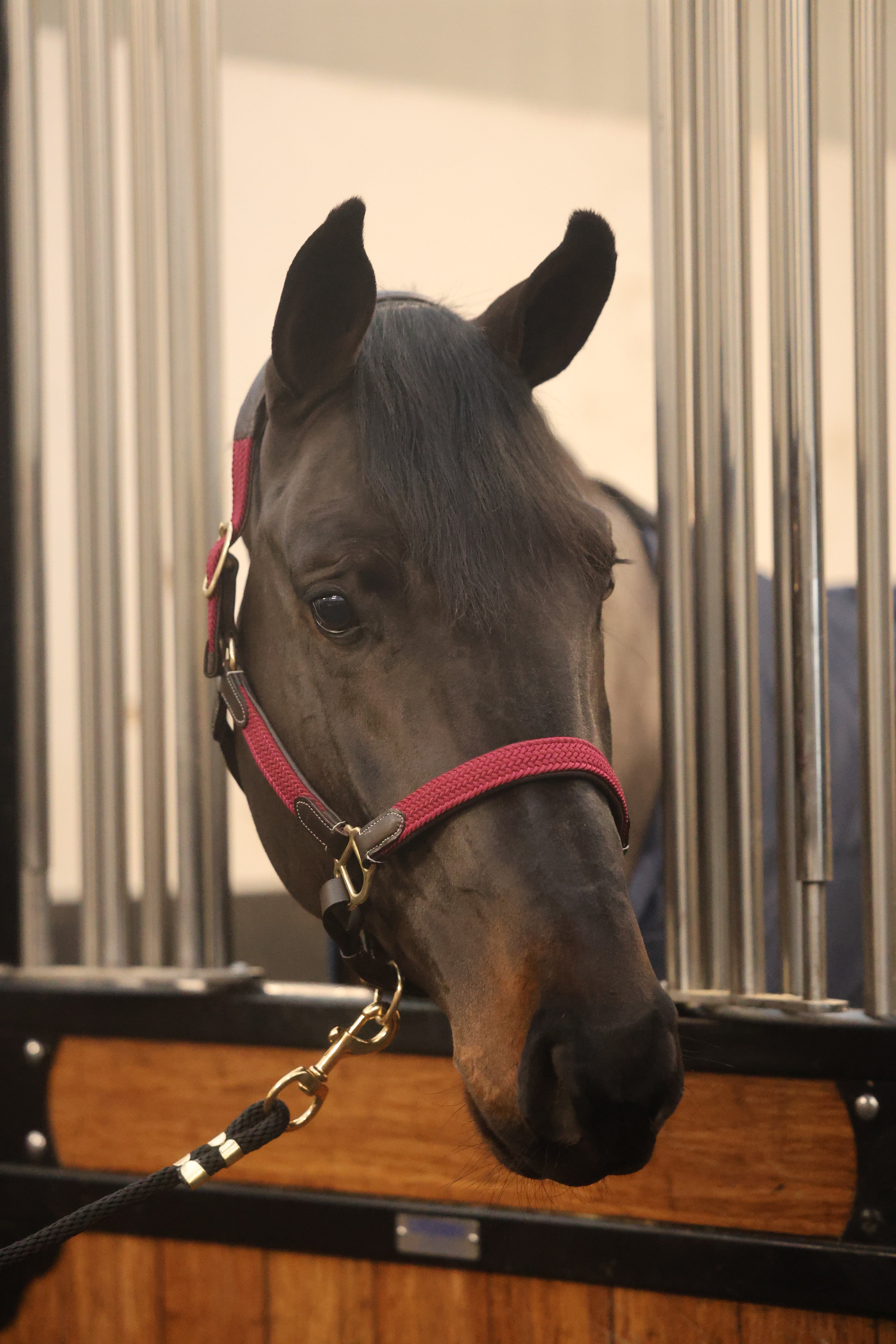 Tesoro Leather/Nylon Webbed Headcollar