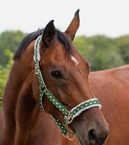 QHP Headcollar Christmas Elf