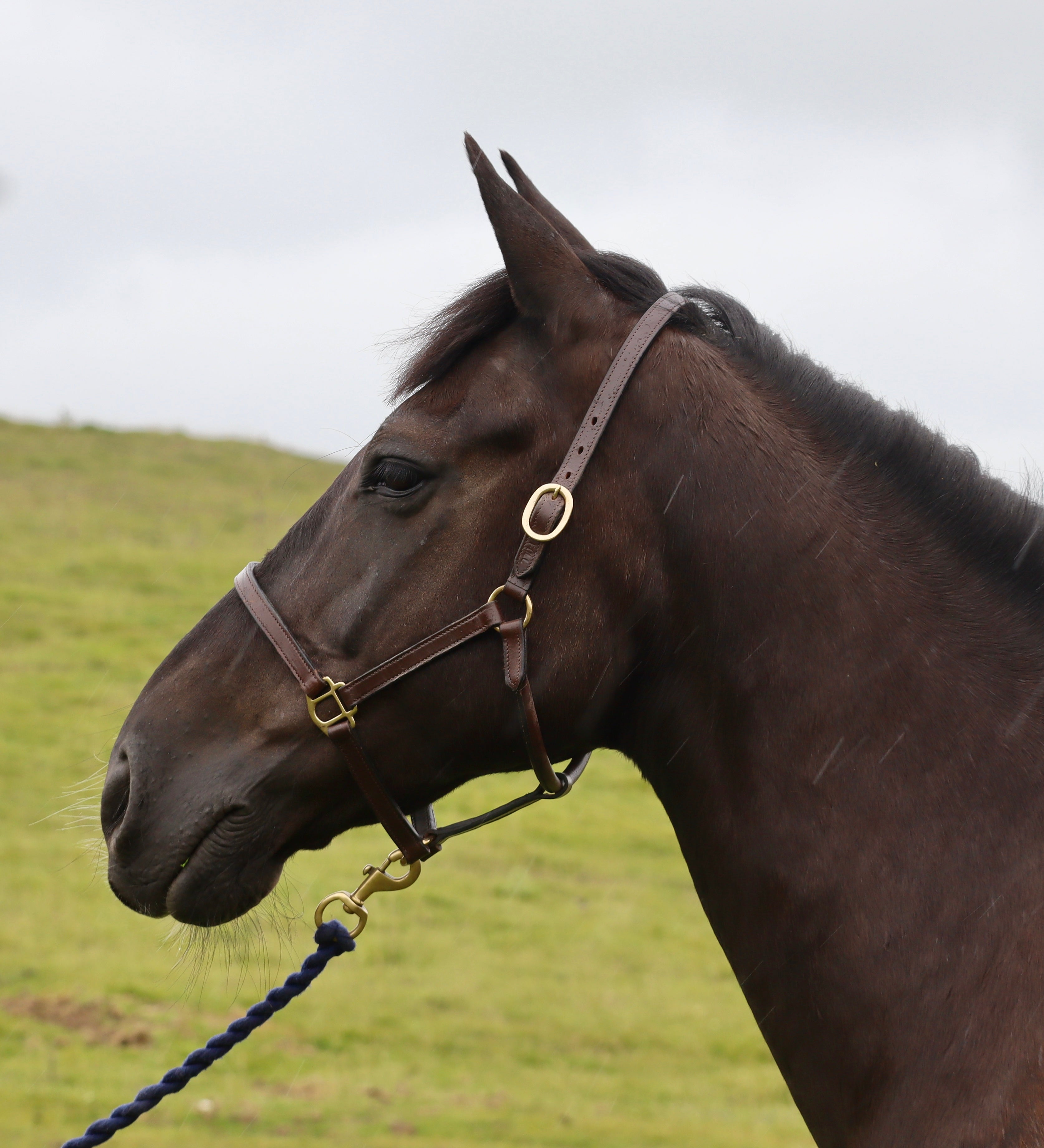 Turfmasters Classic Leather Stitched Halter