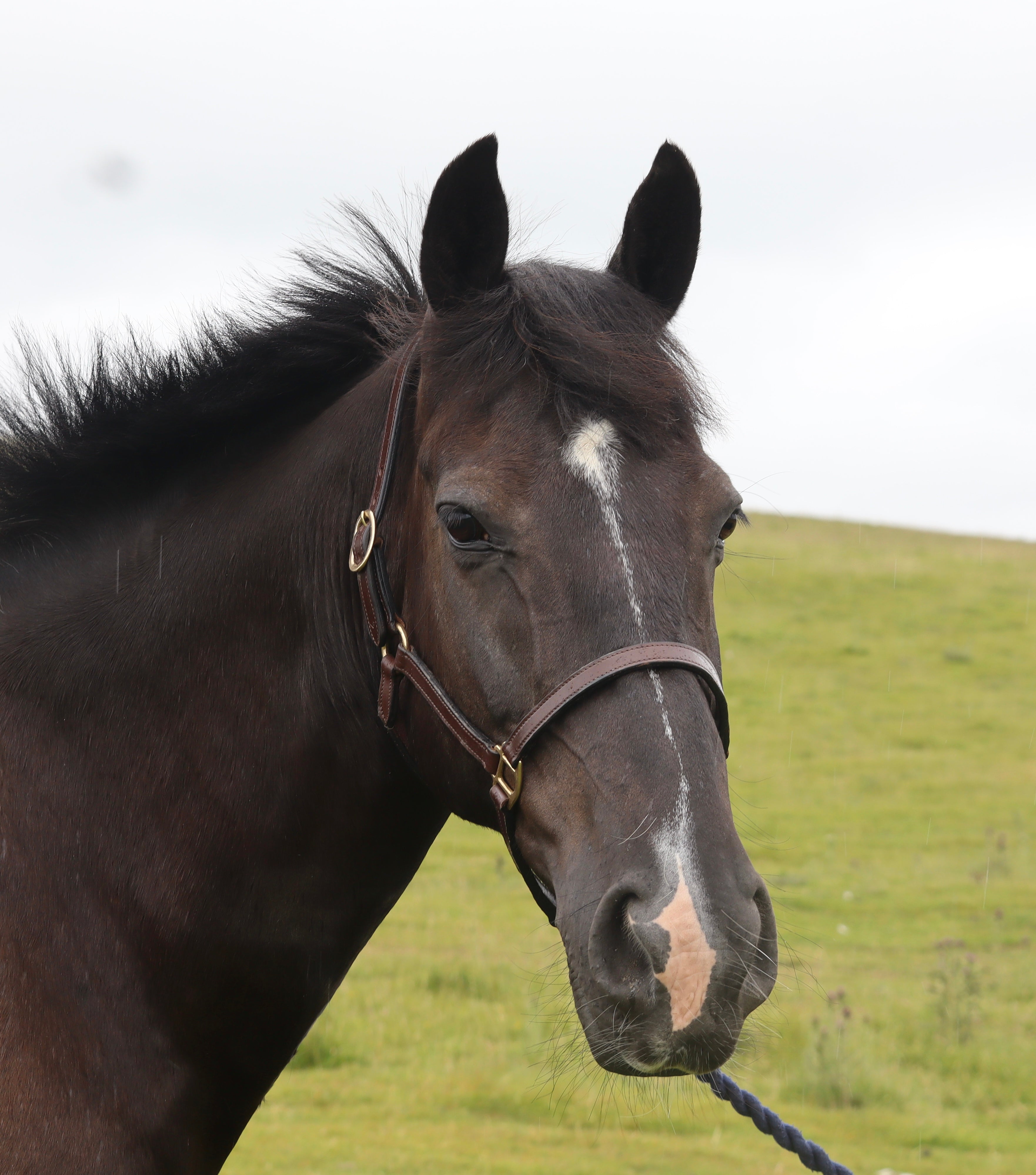 Turfmasters Classic Leather Stitched Halter