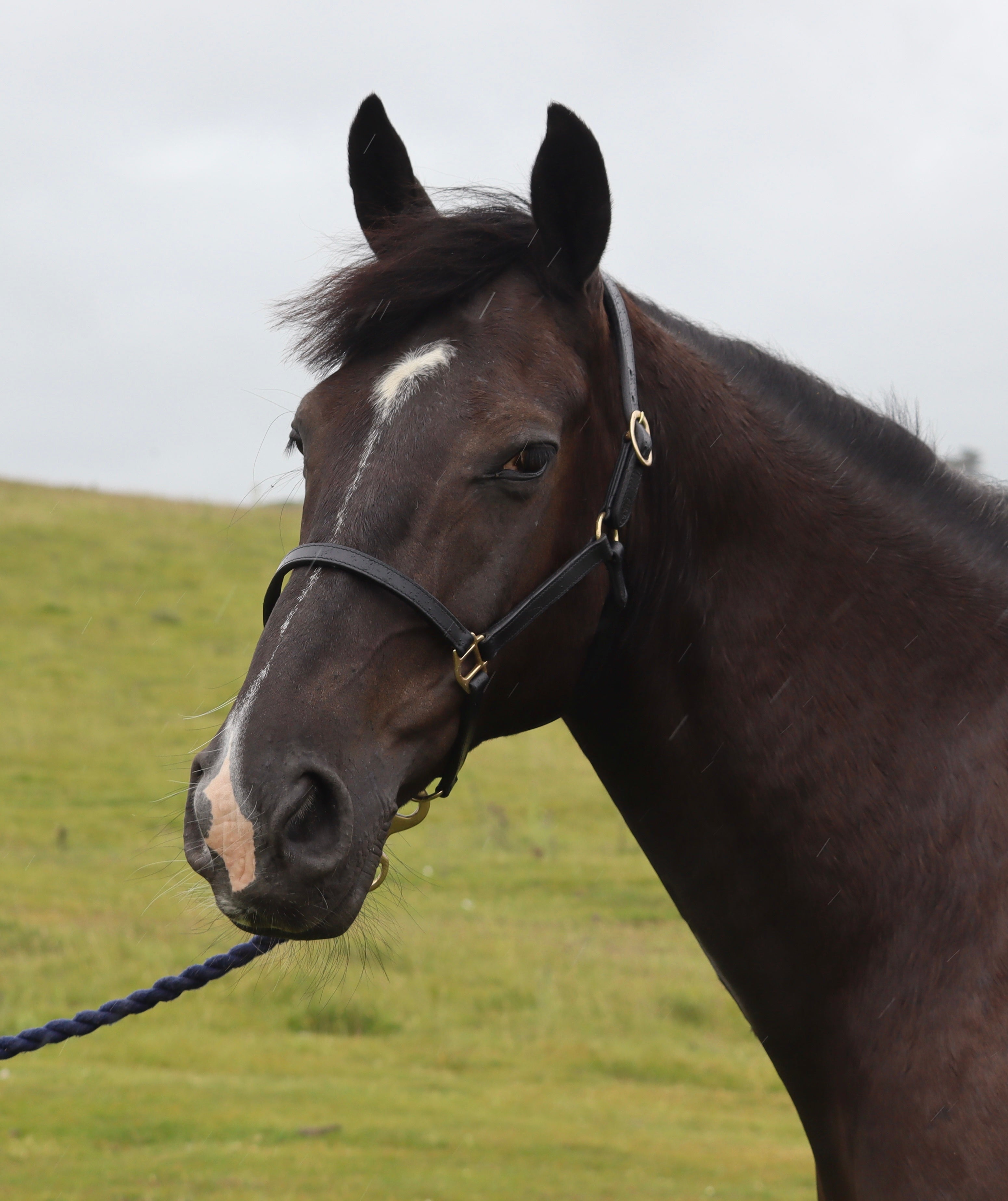 Turfmasters Classic Leather Stitched Halter