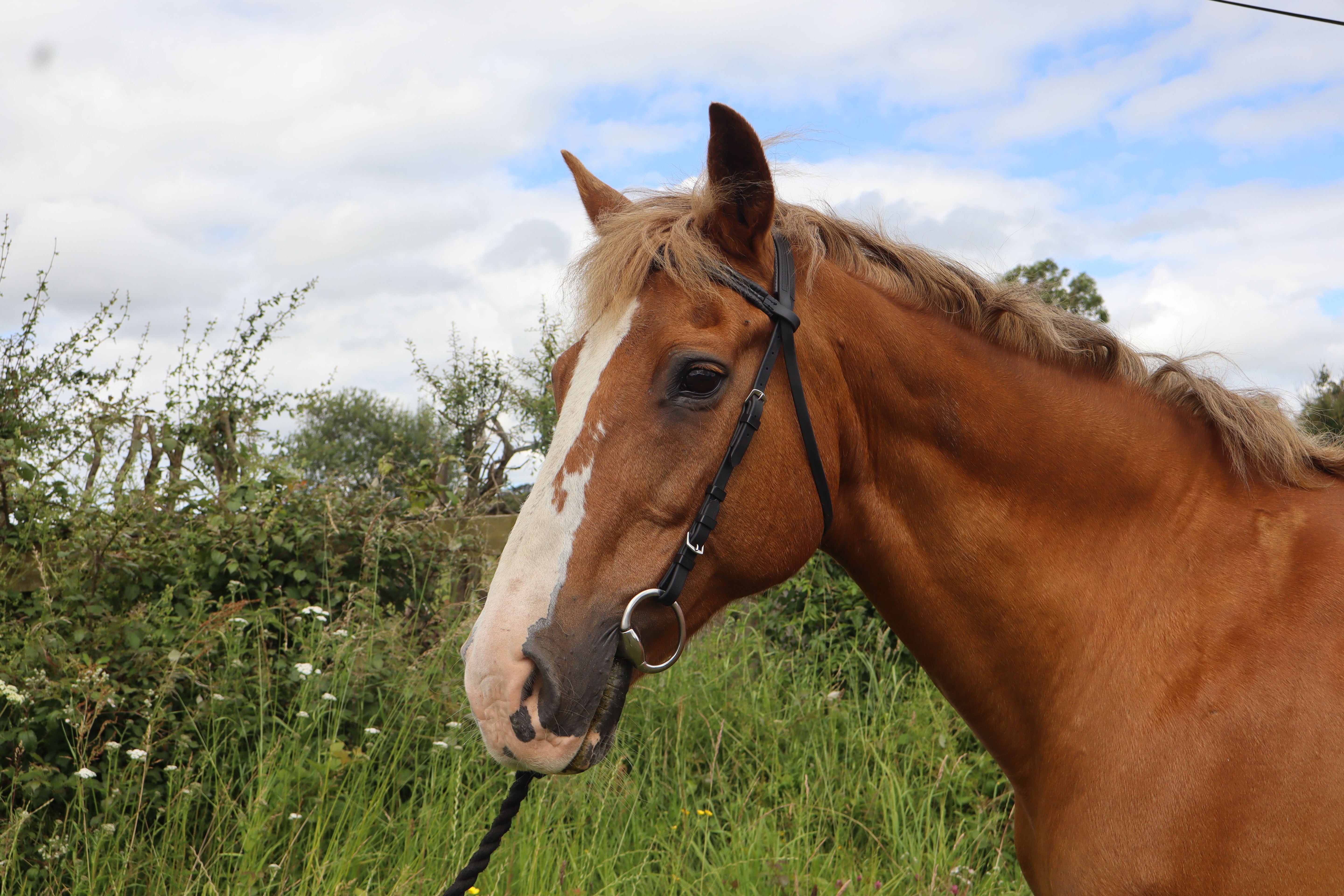 Turfmasters Biothane Excercise Bridle - Black