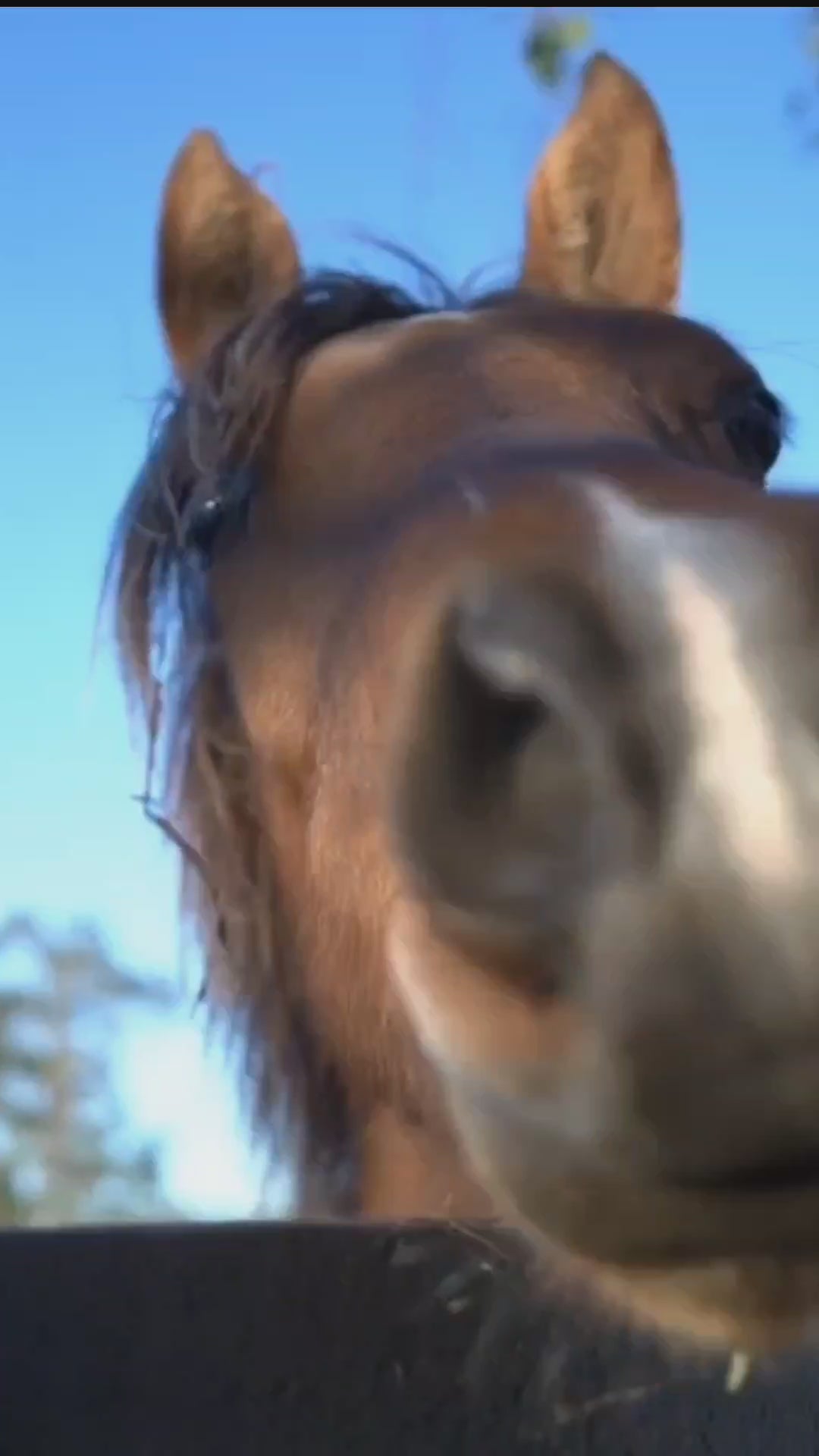 Load video: Chelated Copper Syrup 1Ltr