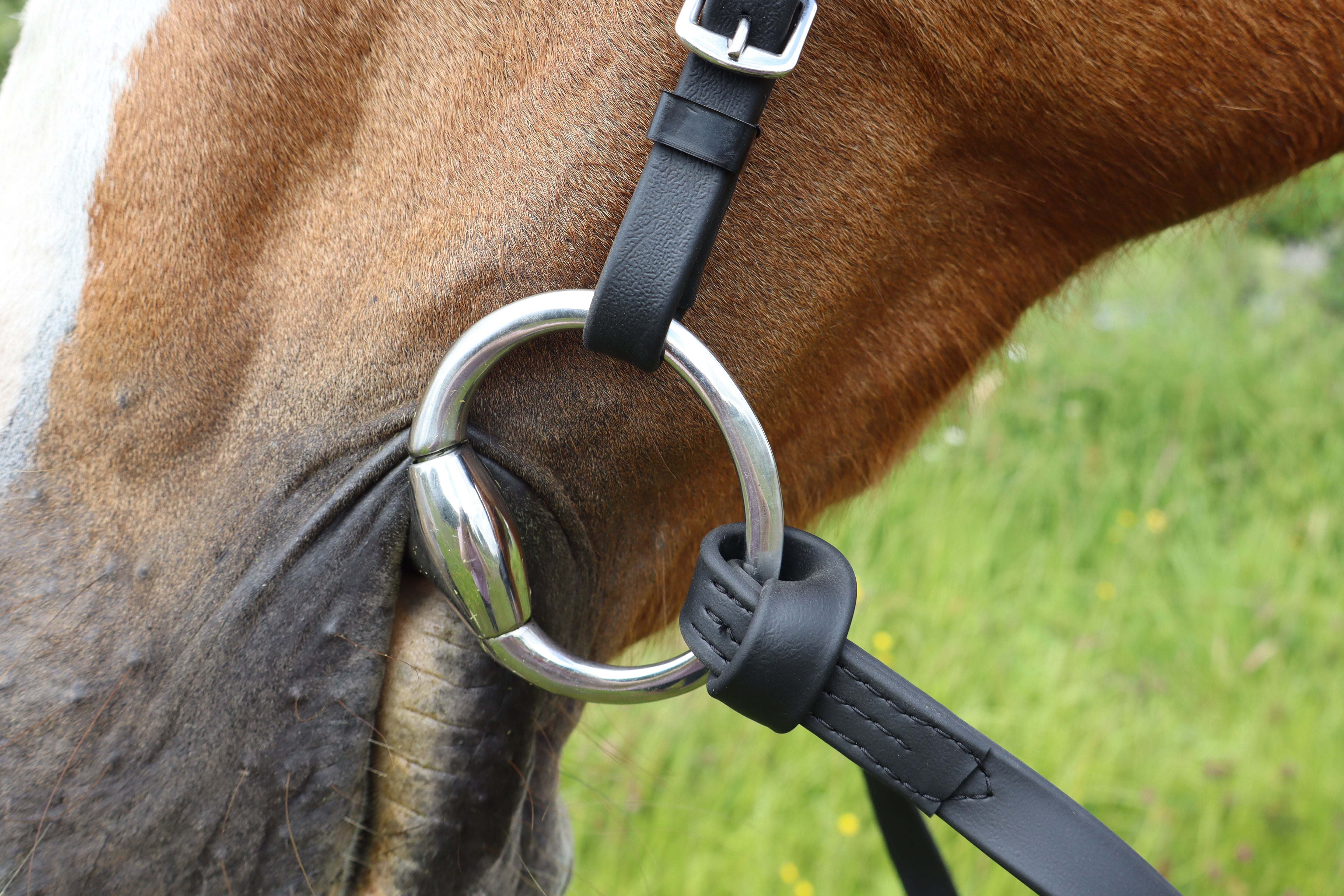 Turfmasters Biothane Excercise Bridle - Black