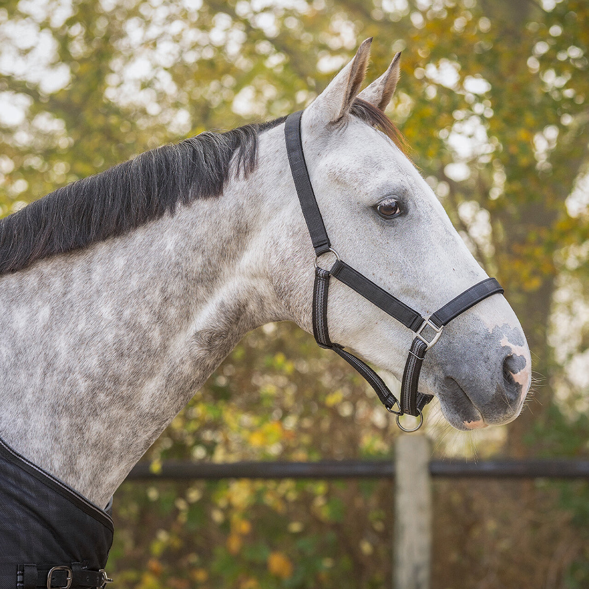 QHP Head Collar Set Sensisoft Grey