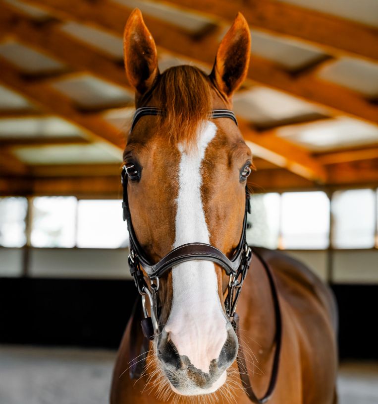 Horseware Micklem Competition Bridle