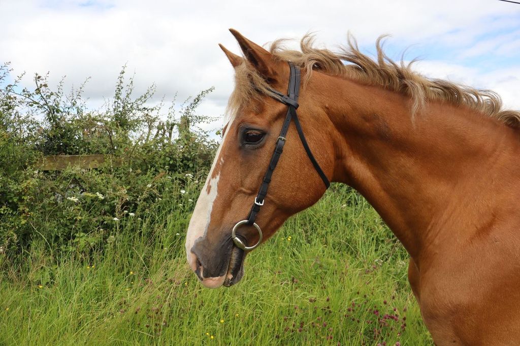 Turfmasters Biothane Excercise Bridle - Black