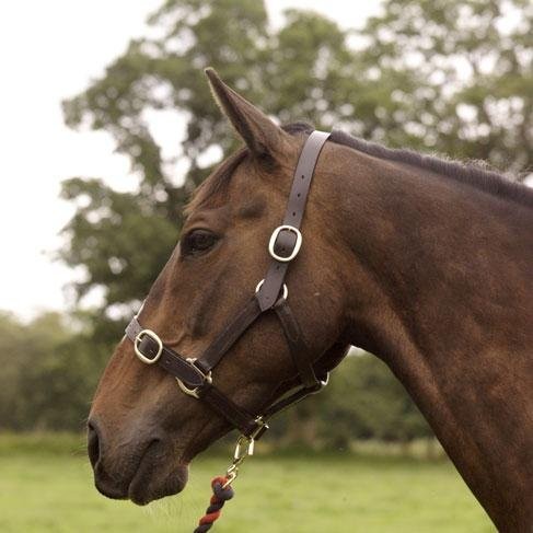 Mackey Classic Leather Headcollar