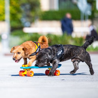 Julius K-9 IDC Power Harness Black